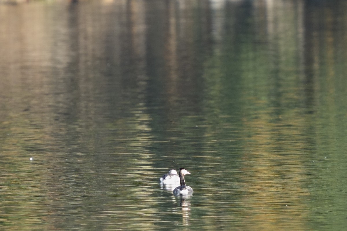 Great Crested Grebe - ML645709999