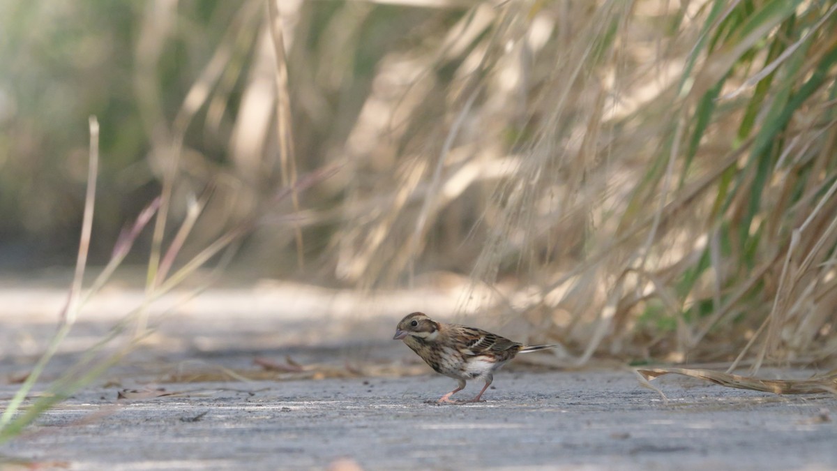 Rustic Bunting - ML645710008