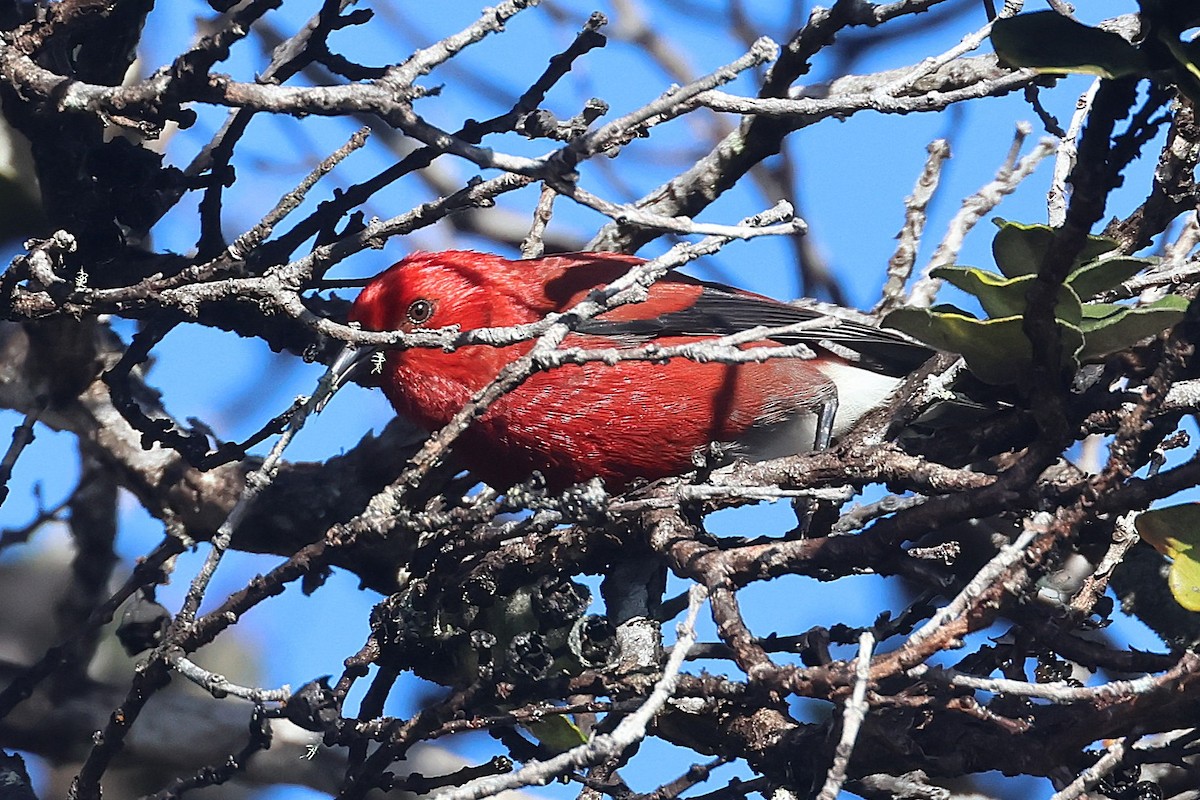 Apapanesi - ML645710009