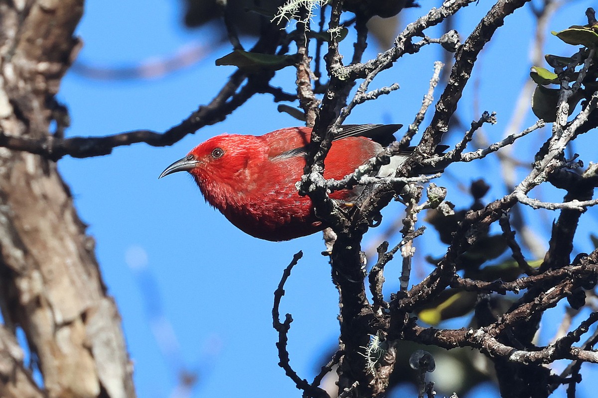 Apapanesi - ML645710010