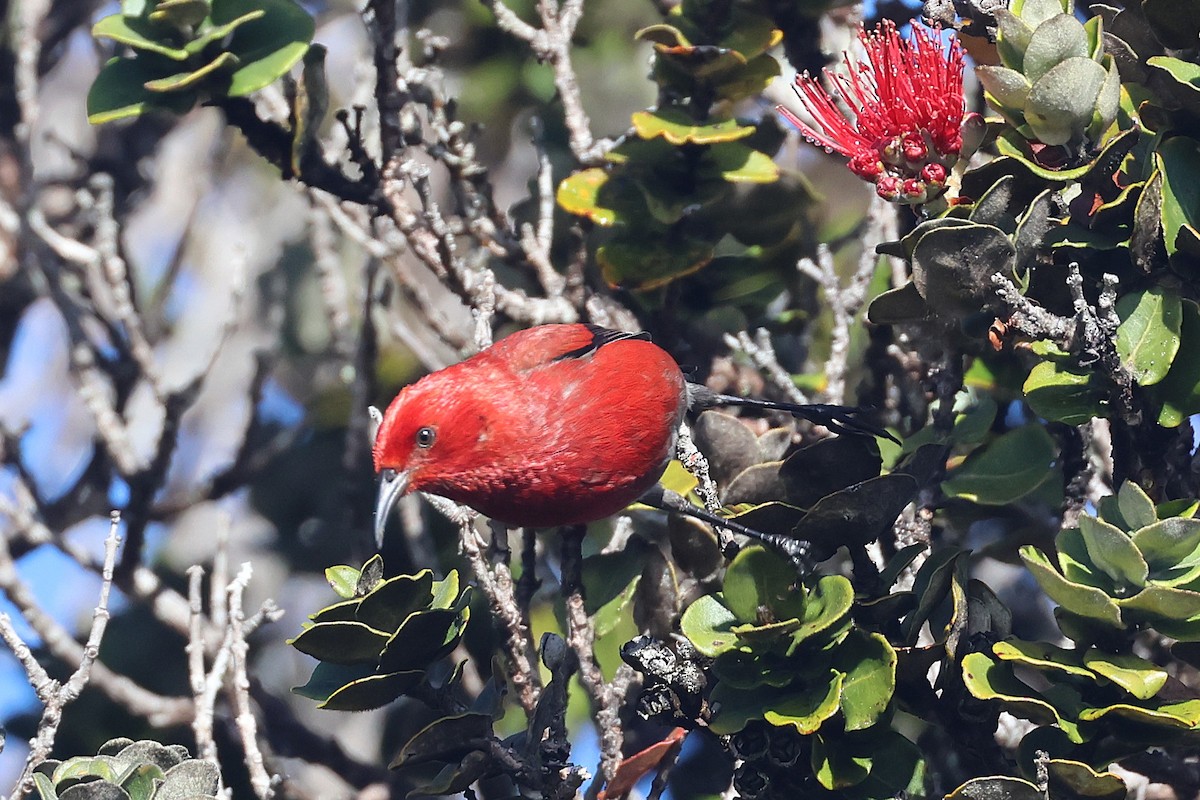 Apapanesi - ML645710011