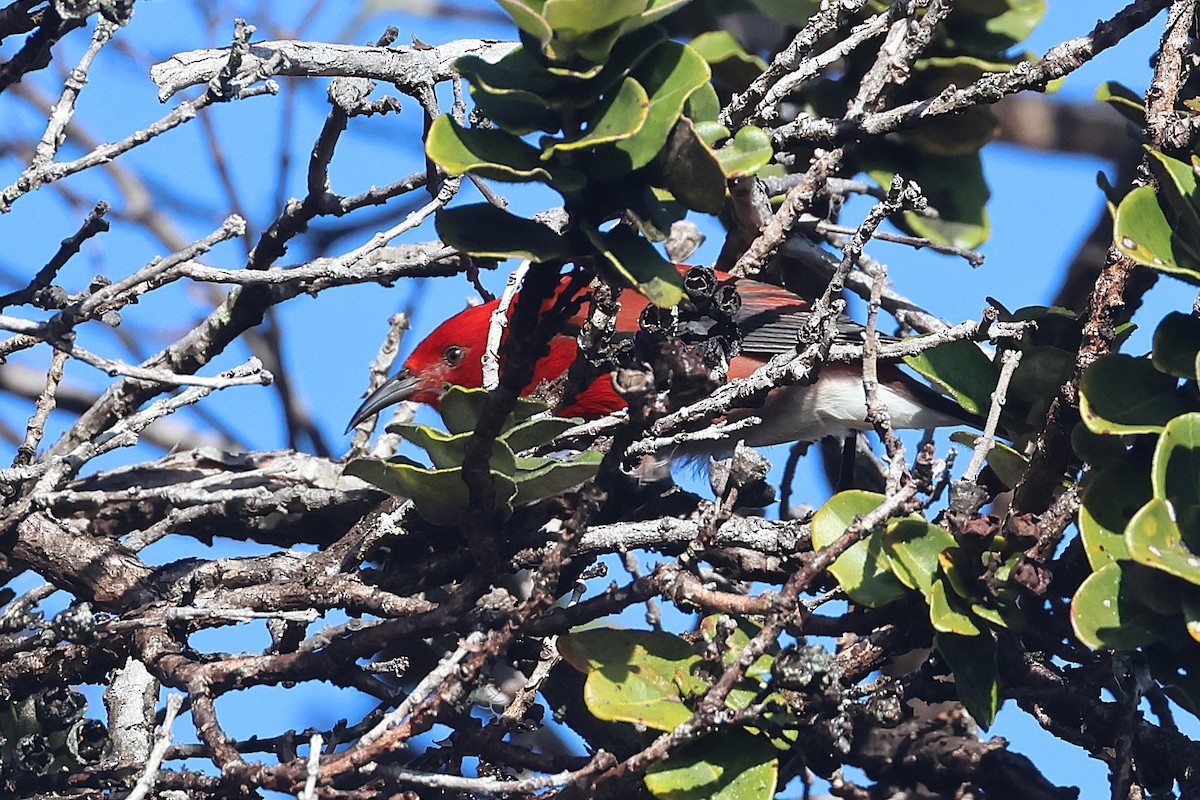 Apapanesi - ML645710012