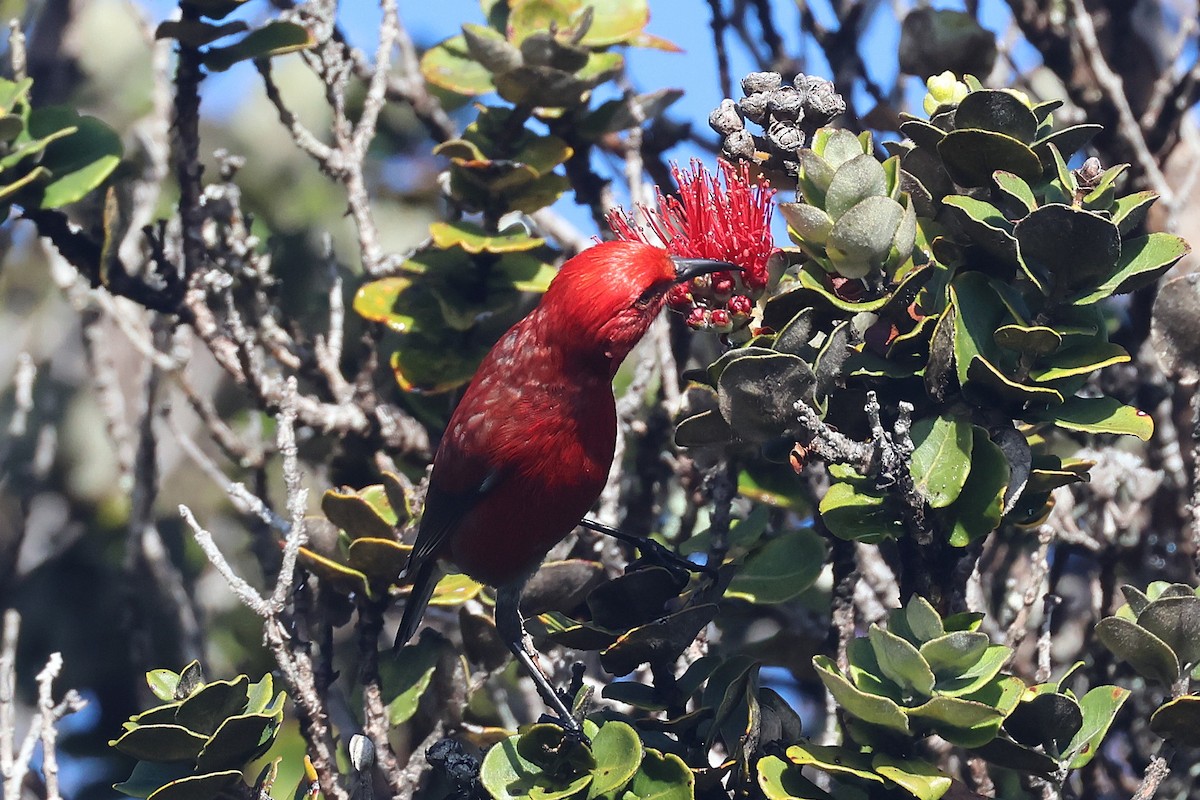 Apapanesi - ML645710013