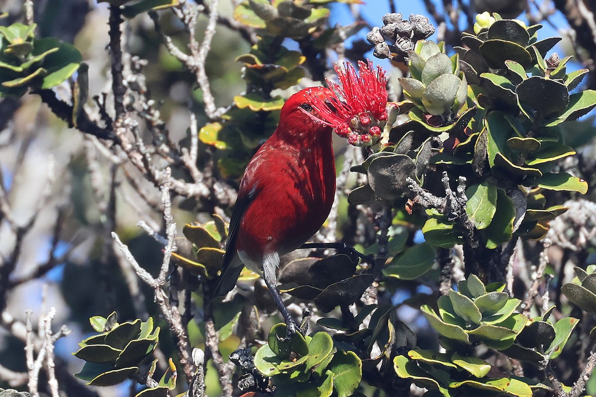 Apapanesi - ML645710014