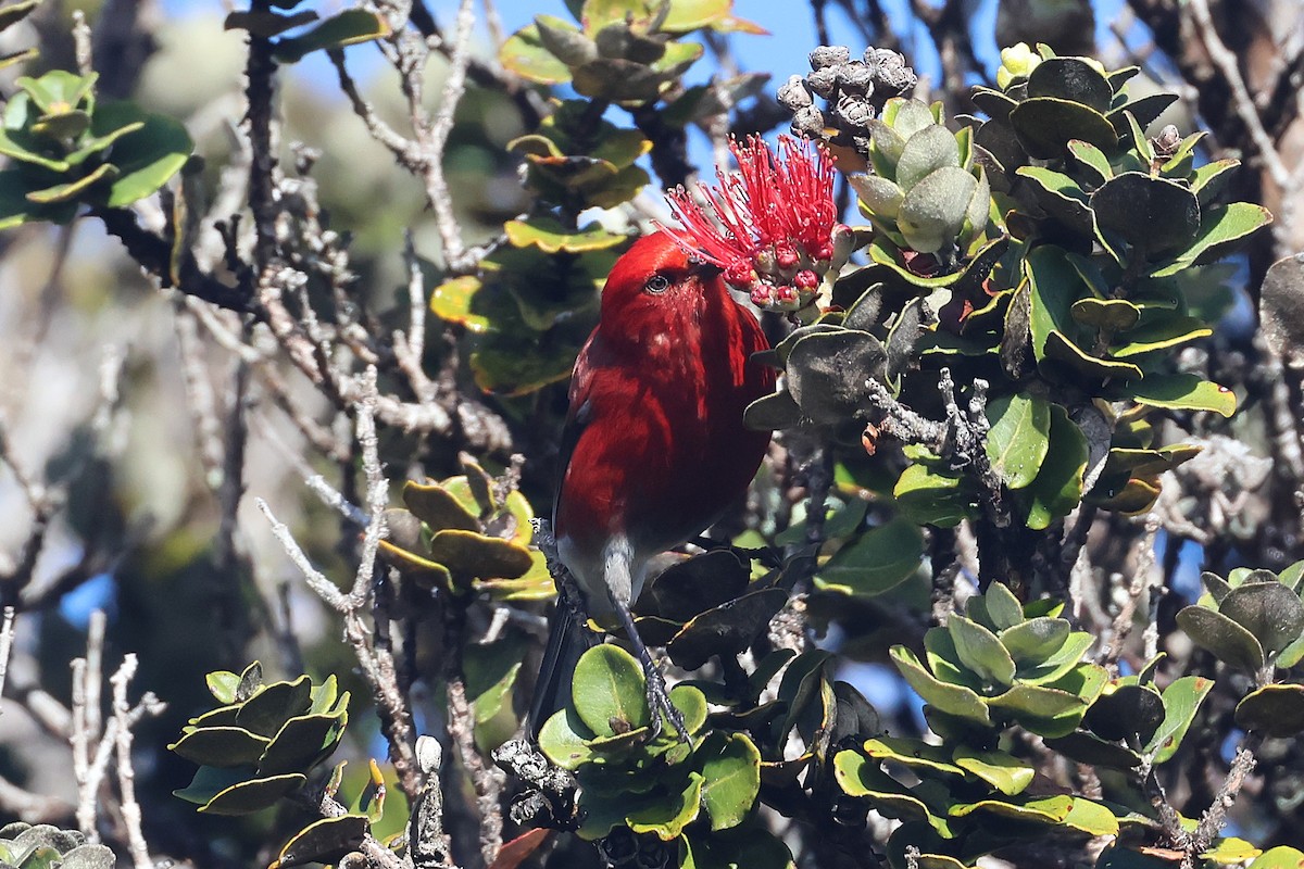 Apapanesi - ML645710015