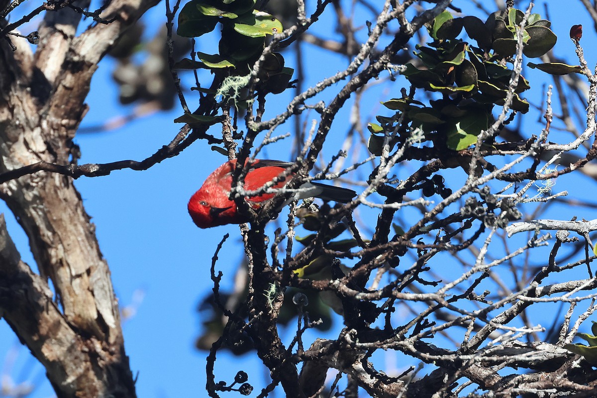 Apapanesi - ML645710016