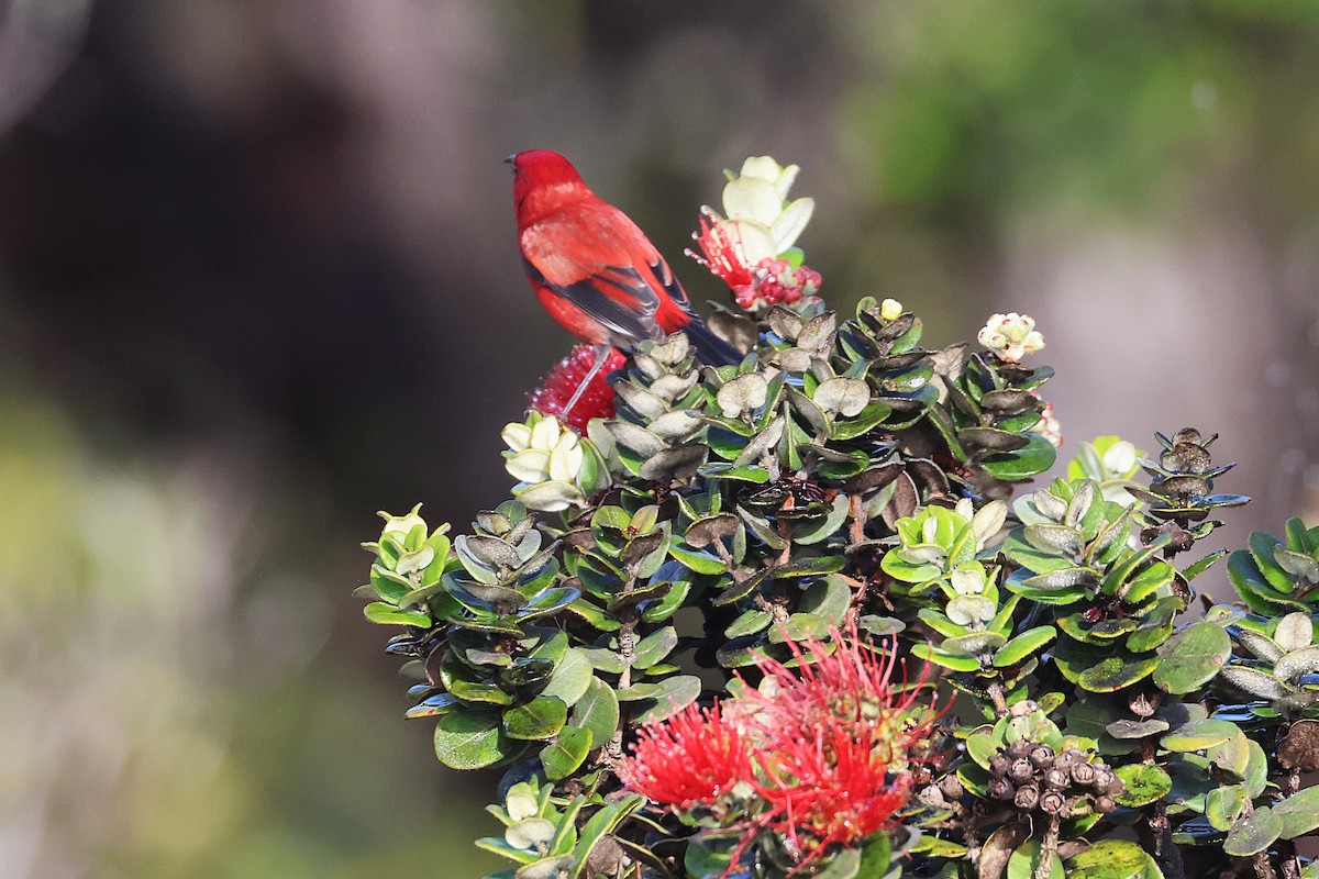 Apapanesi - ML645710017