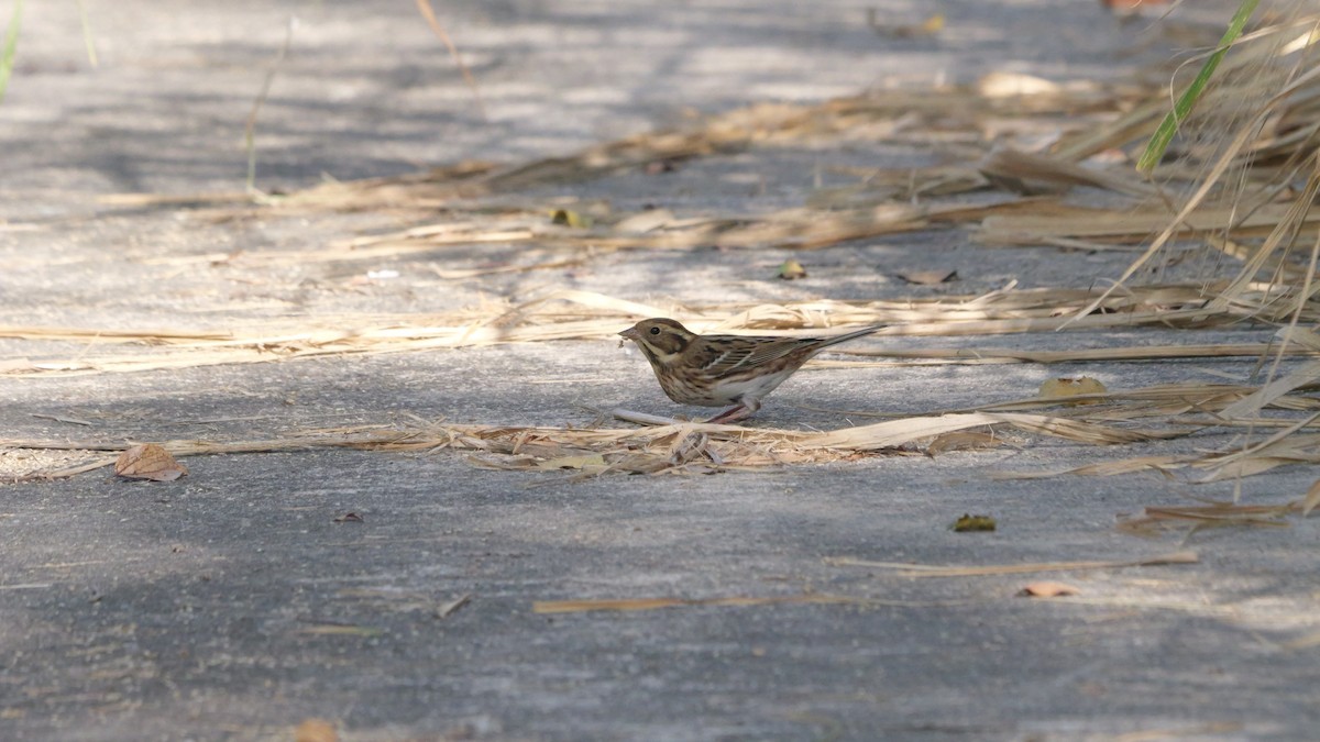 Rustic Bunting - ML645710018