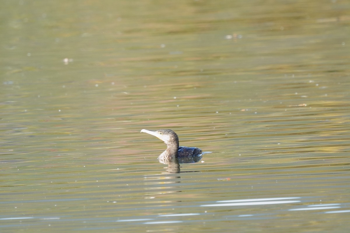 Great Cormorant - ML645710019