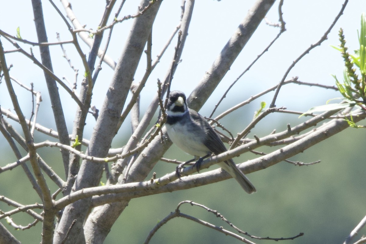 Double-collared Seedeater - ML645710020