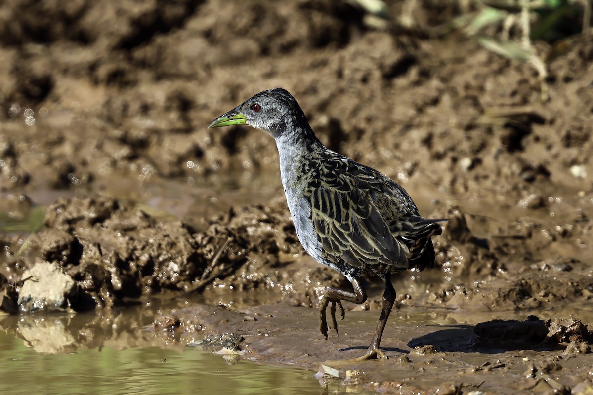 Ash-throated Crake - ML645710023