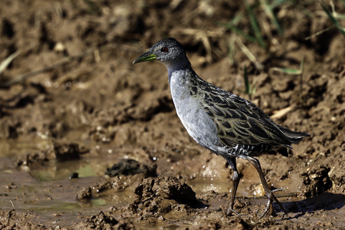 Ash-throated Crake - ML645710024