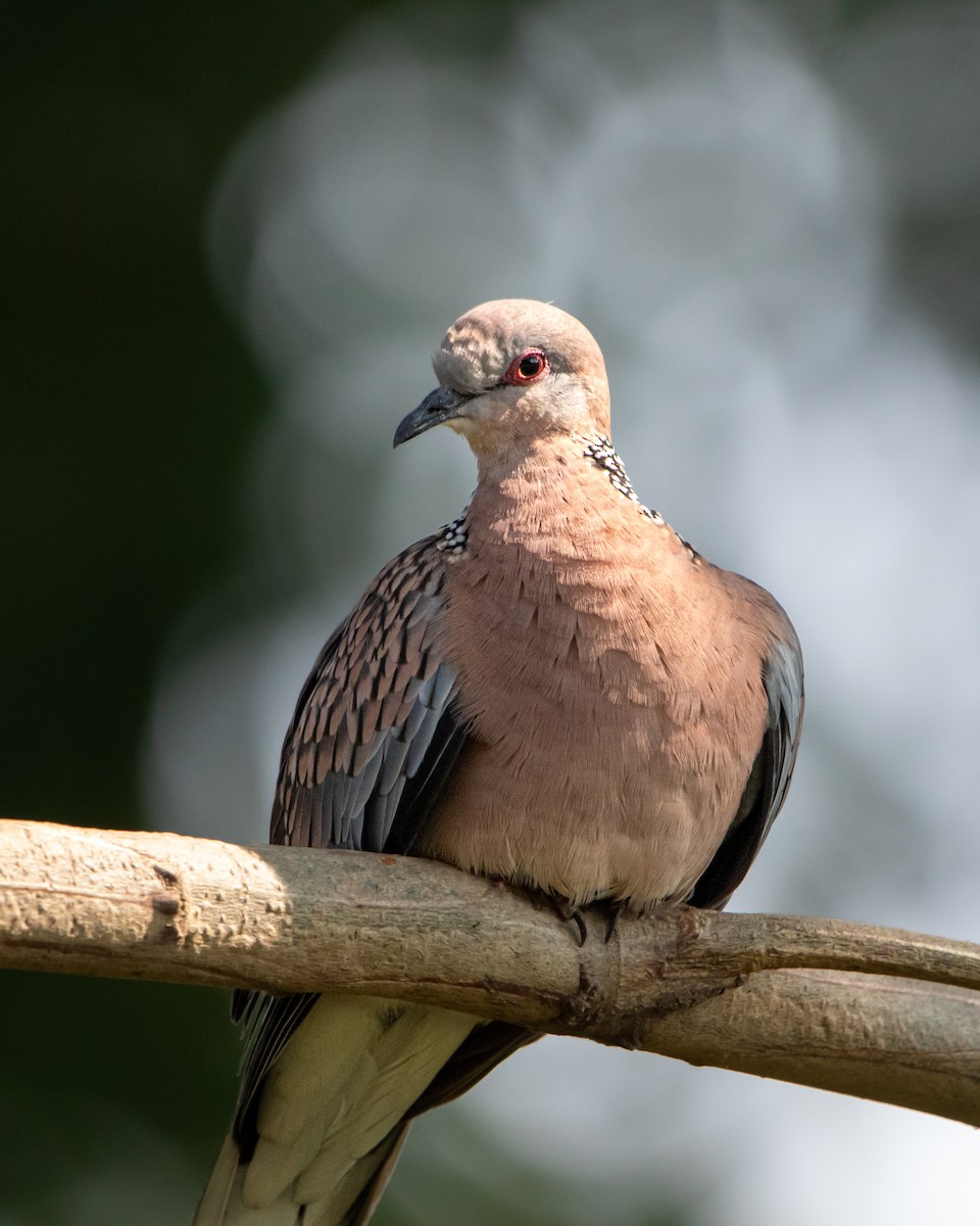 Spotted Dove - ML645710025