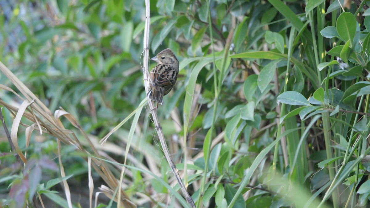 Black-faced Bunting - ML645710028