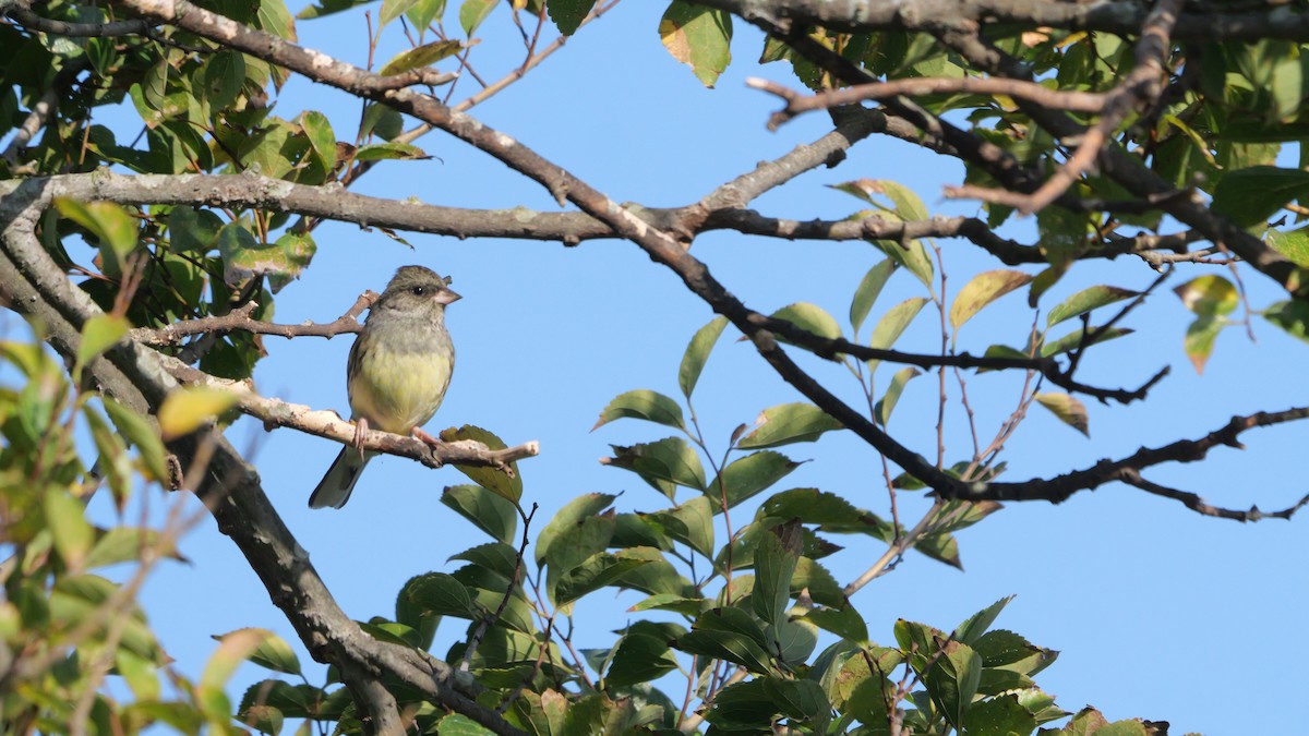 Black-faced Bunting - ML645710029