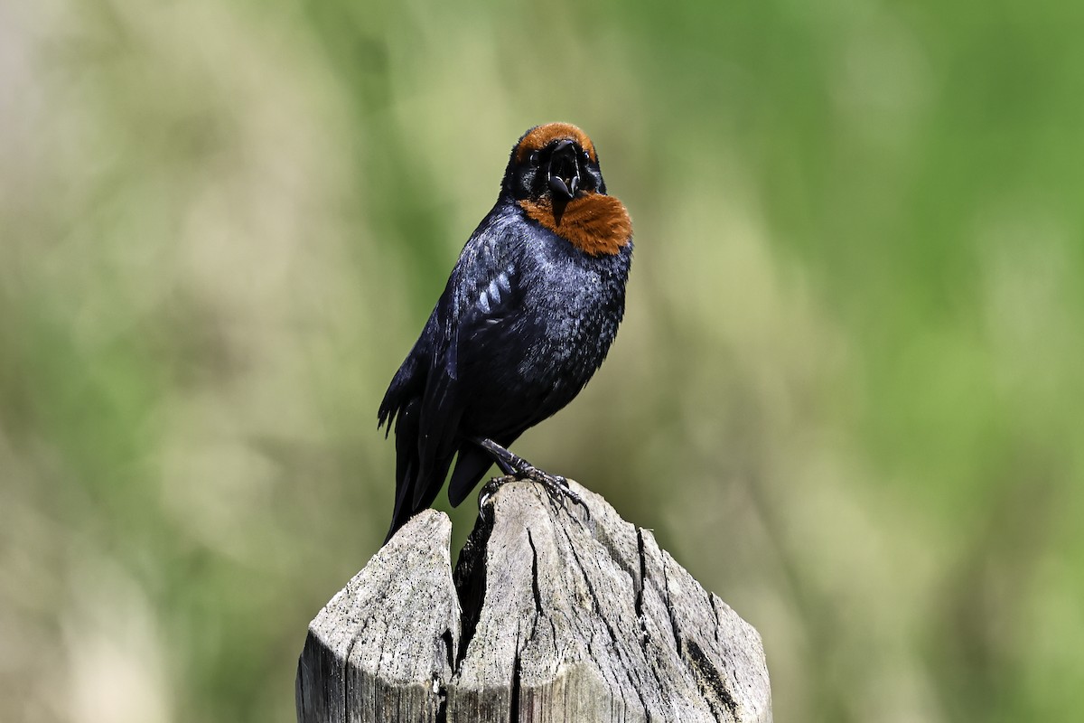 Chestnut-capped Blackbird - ML645710038