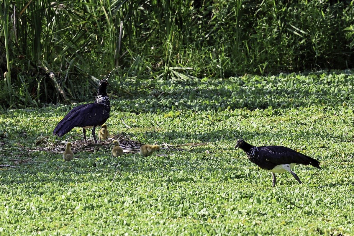 ツノサケビドリ - ML645710055