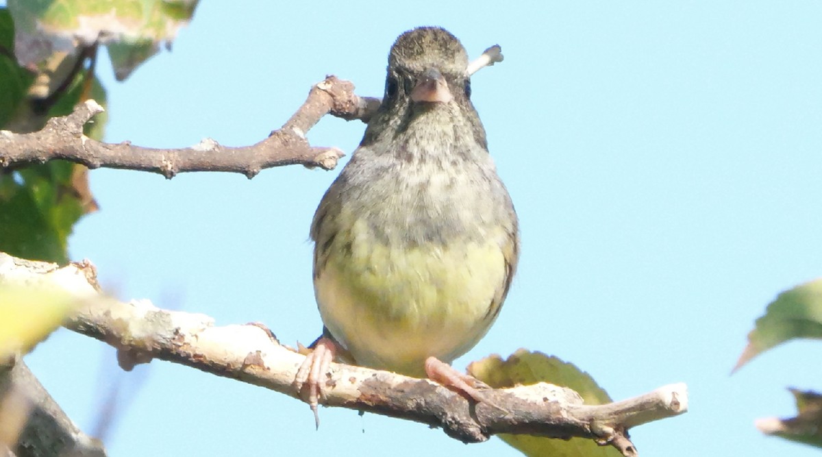 Black-faced Bunting - ML645710057