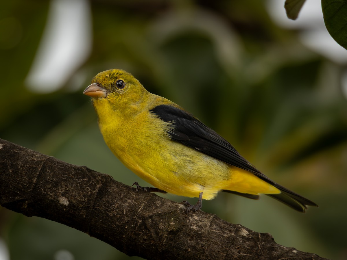 Піранга кармінова - ML645710058