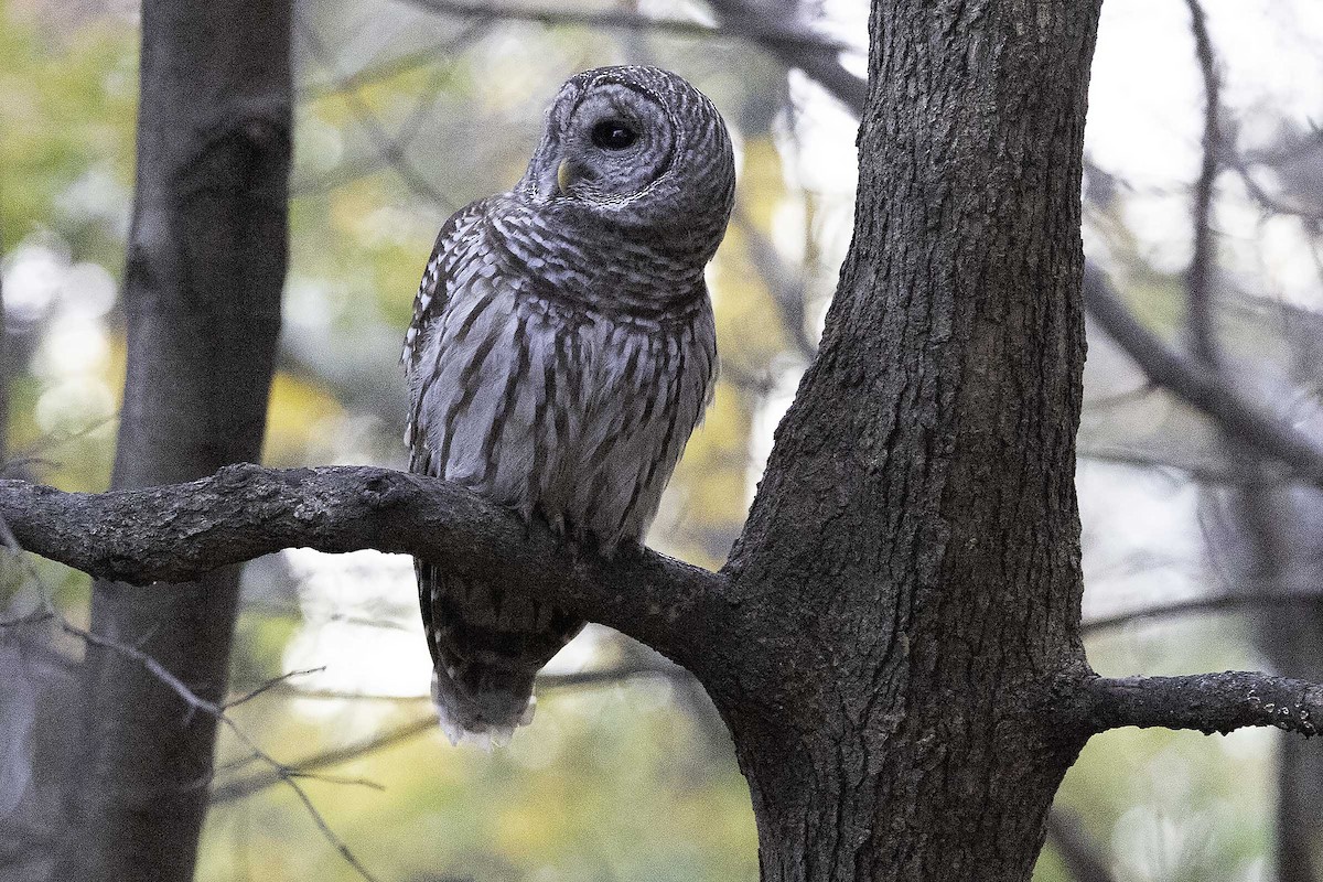 Barred Owl - ML645710064