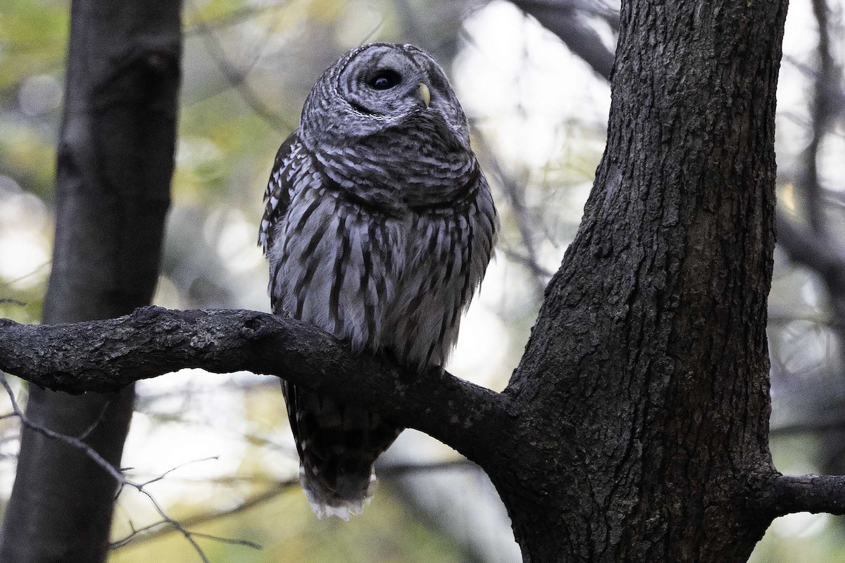 Barred Owl - ML645710065