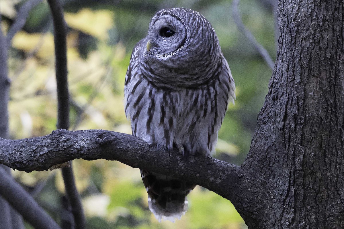 Barred Owl - ML645710066
