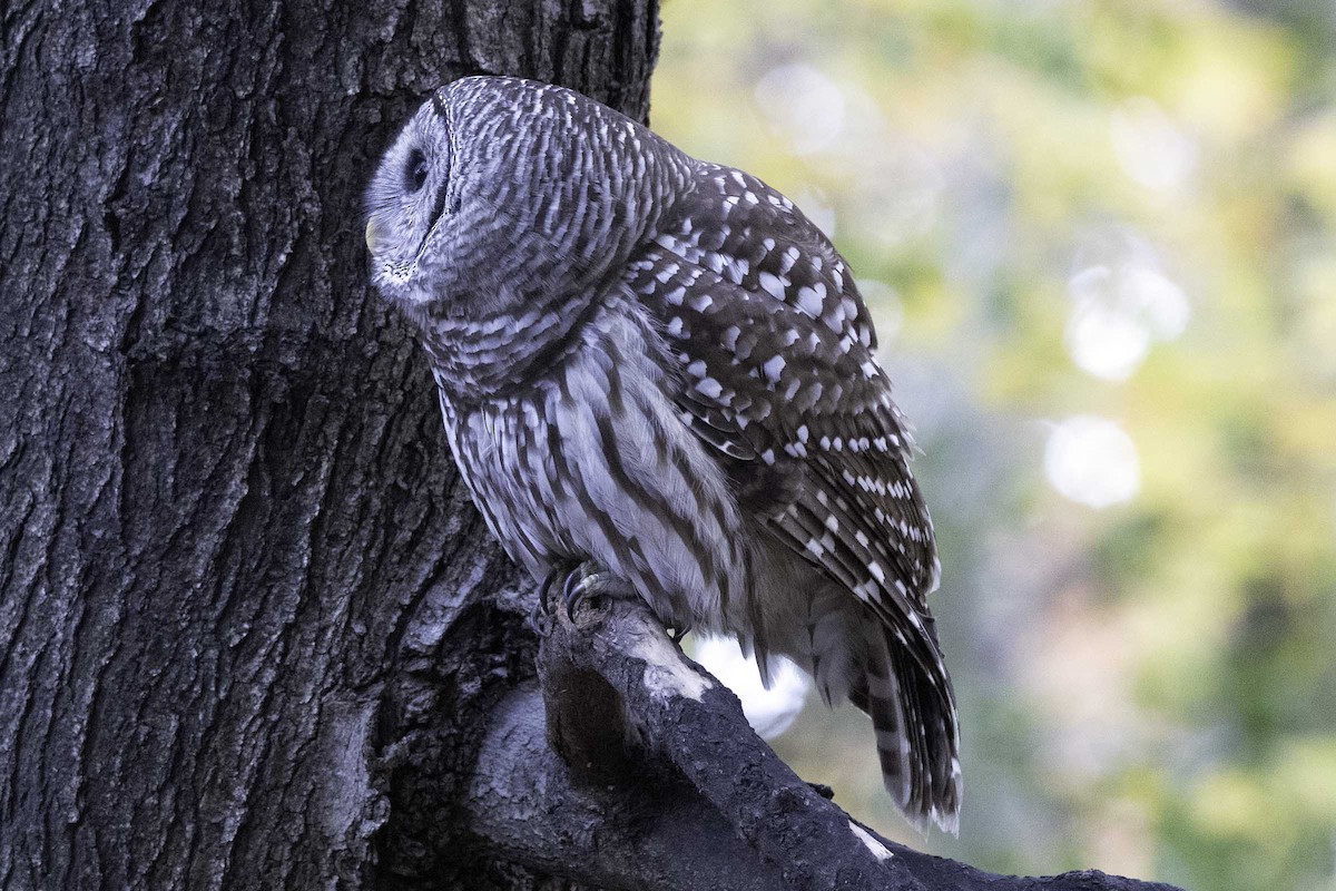 Barred Owl - ML645710067