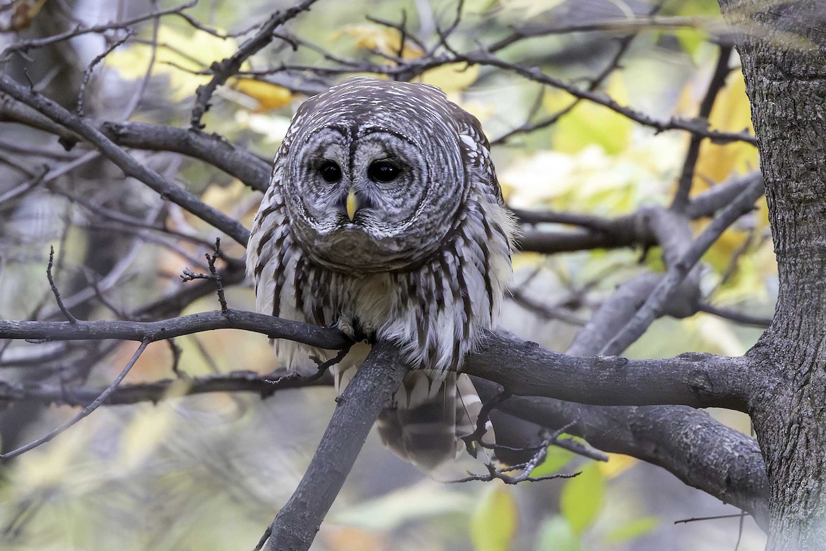 Barred Owl - ML645710068