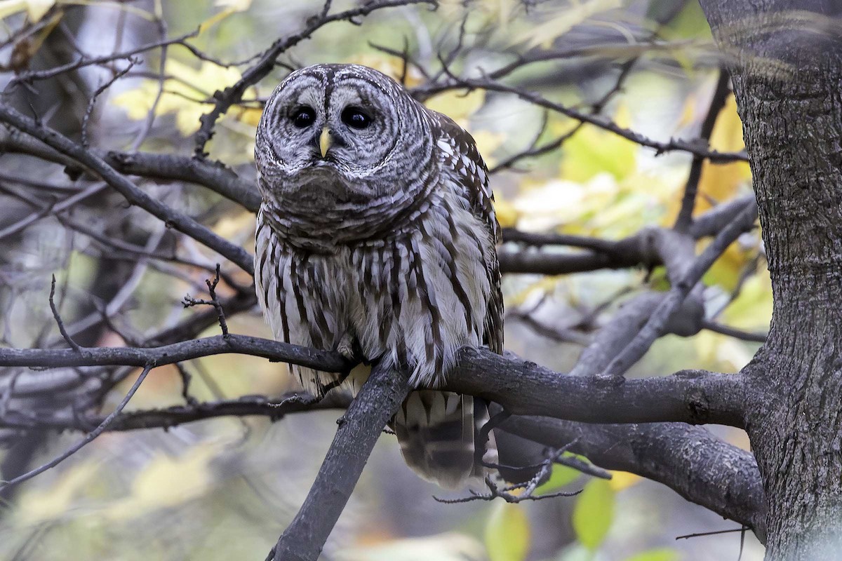Barred Owl - ML645710069