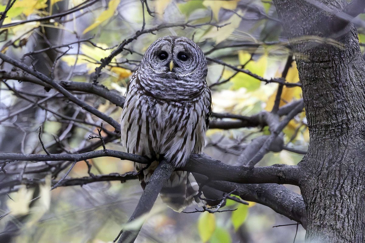 Barred Owl - ML645710070