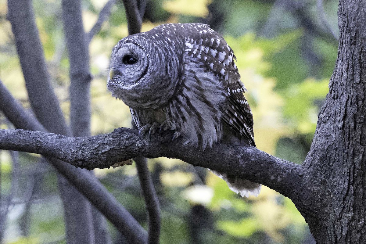 Barred Owl - ML645710071