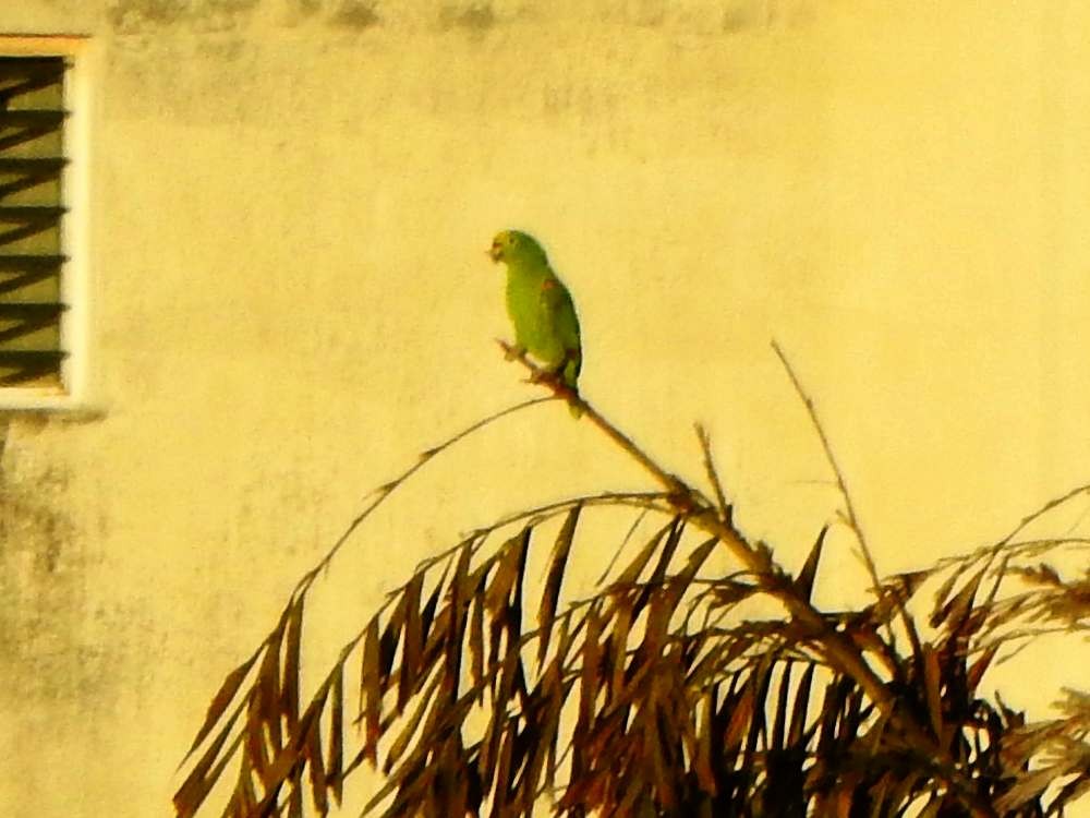 Yellow-crowned Amazon - ML645710088