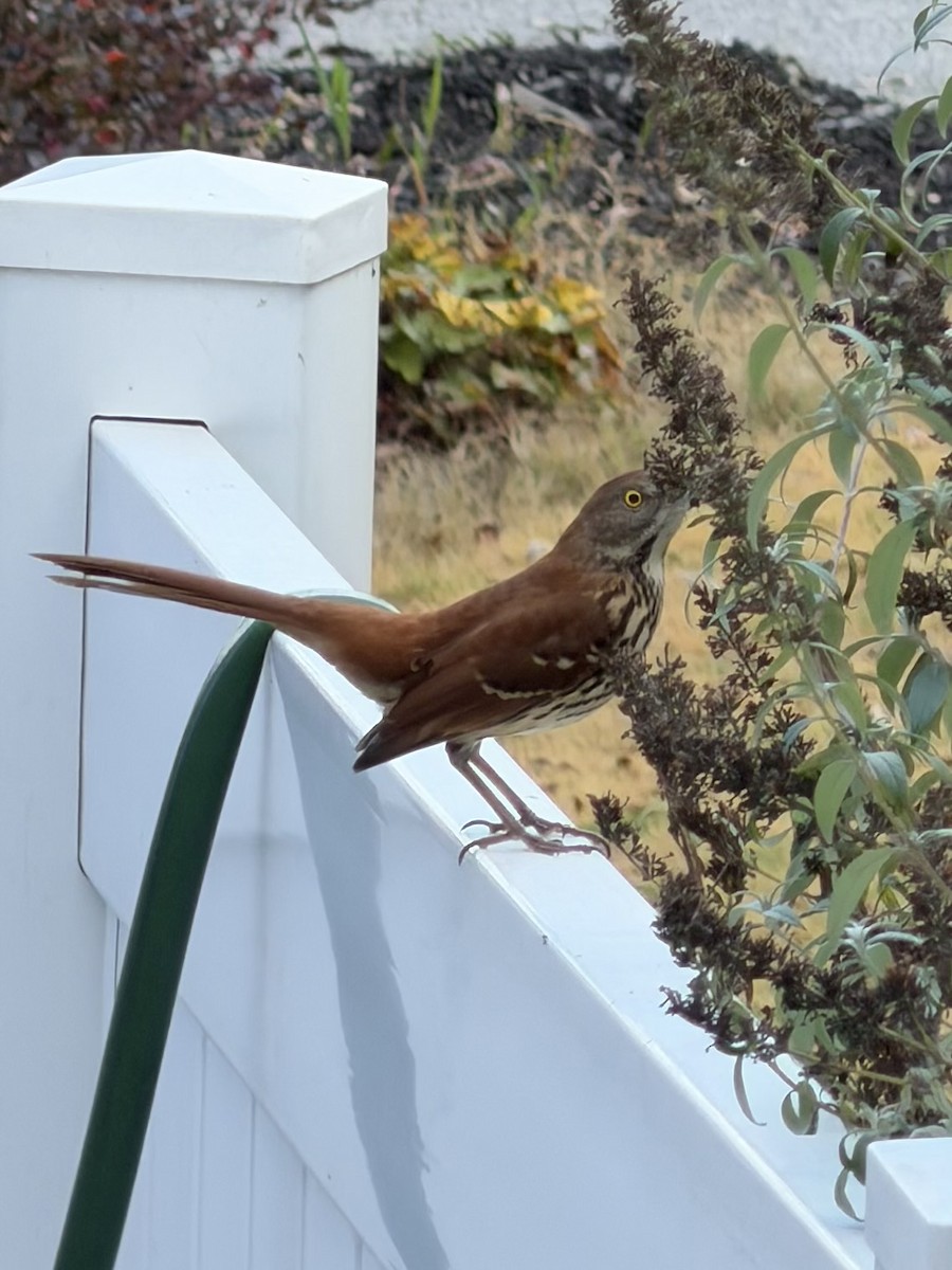 Brown Thrasher - ML645710115