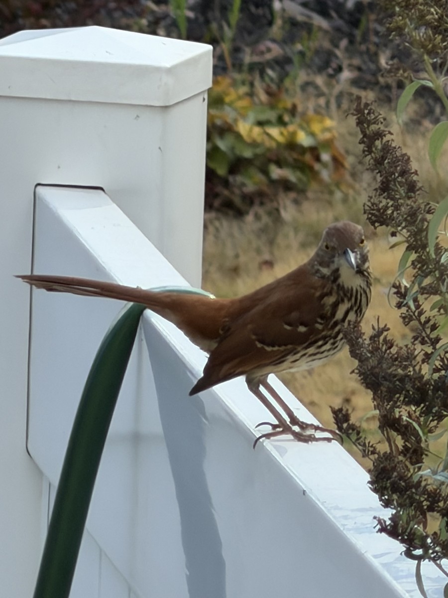 Brown Thrasher - ML645710116