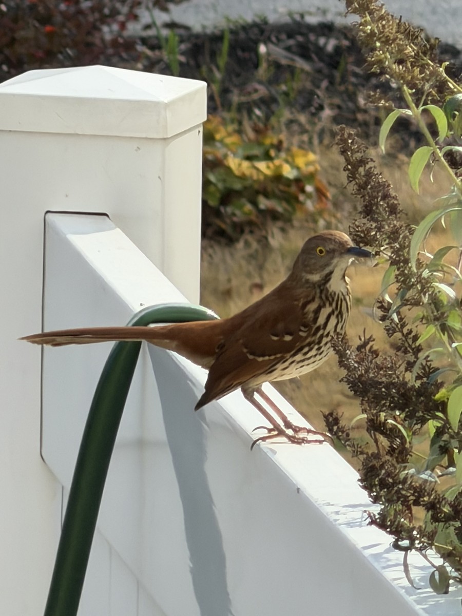 Brown Thrasher - ML645710117