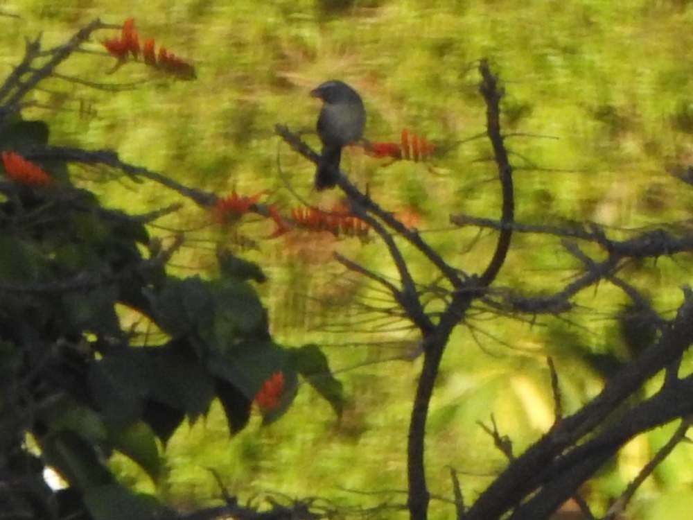 Olive-gray Saltator - ML645710124