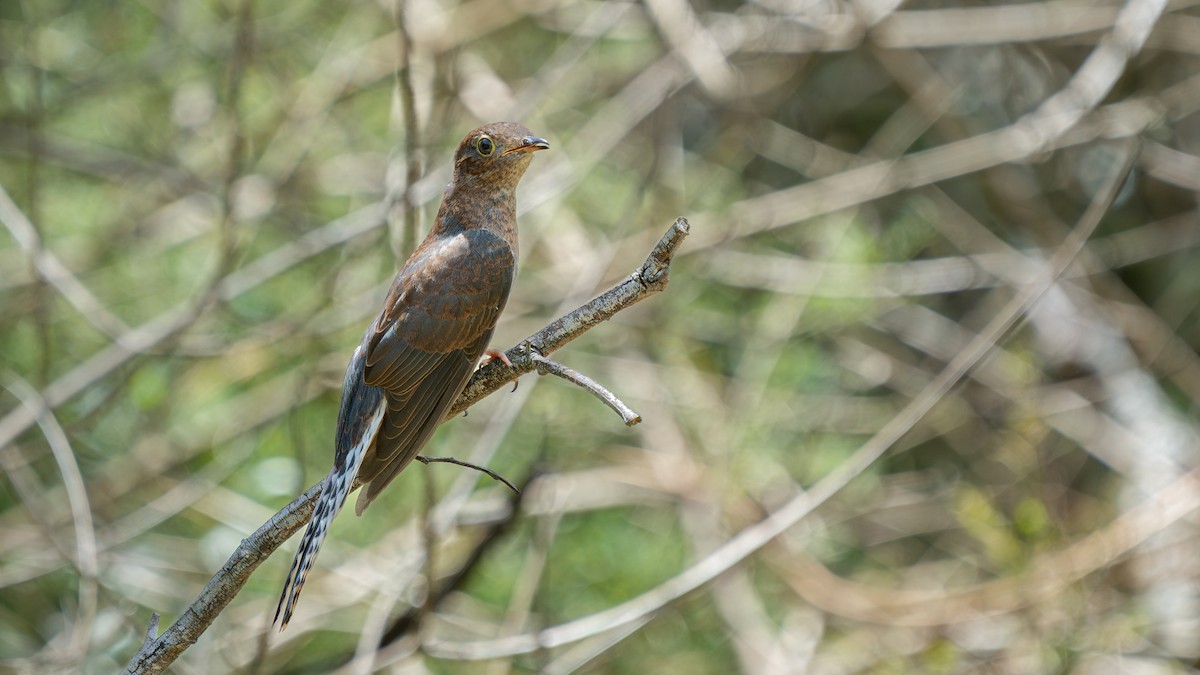 Fan-tailed Cuckoo - ML645710125