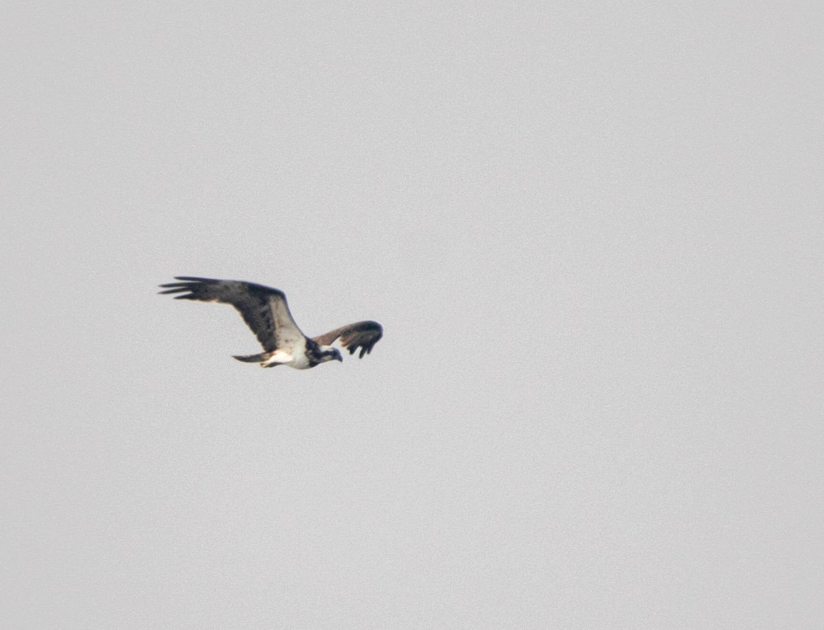 Osprey - ML645710135