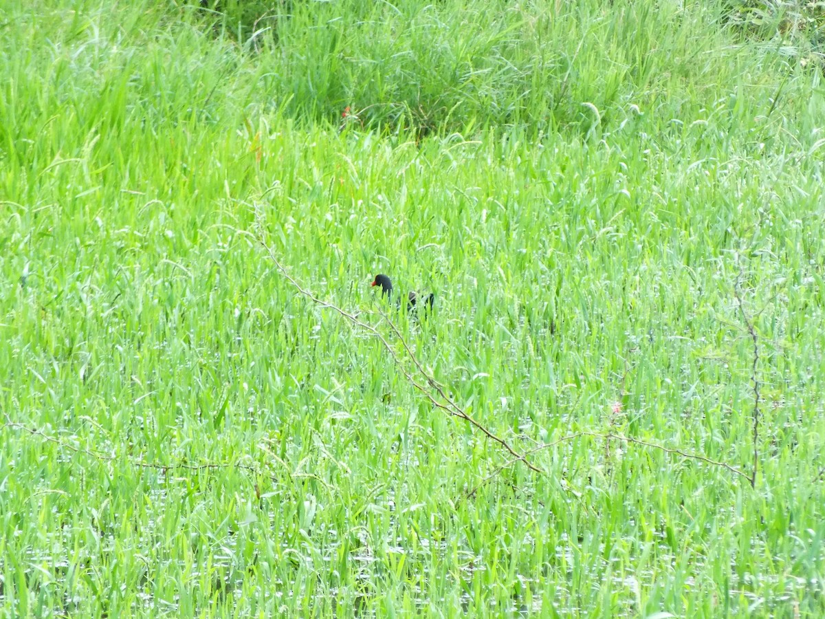 Американская камышница - ML645710137