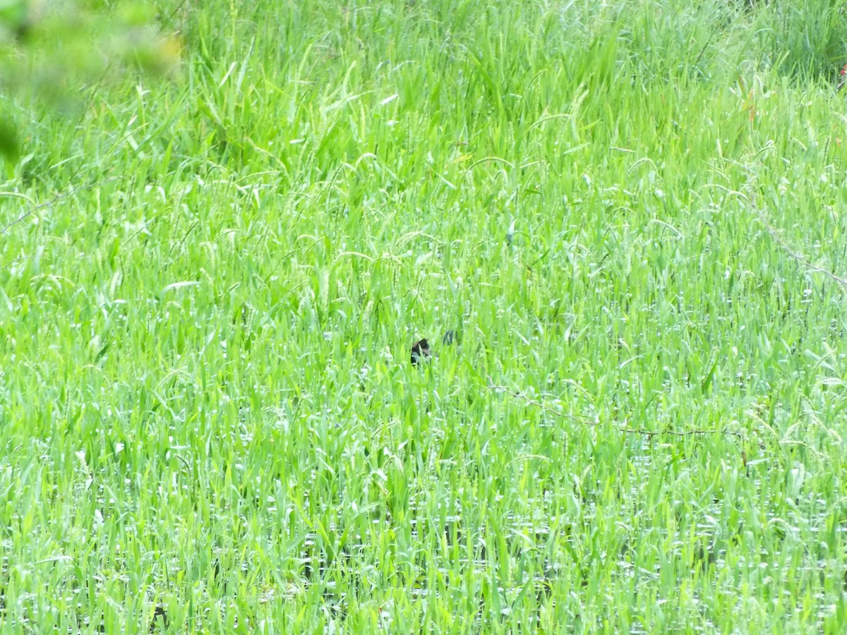 Американская камышница - ML645710138