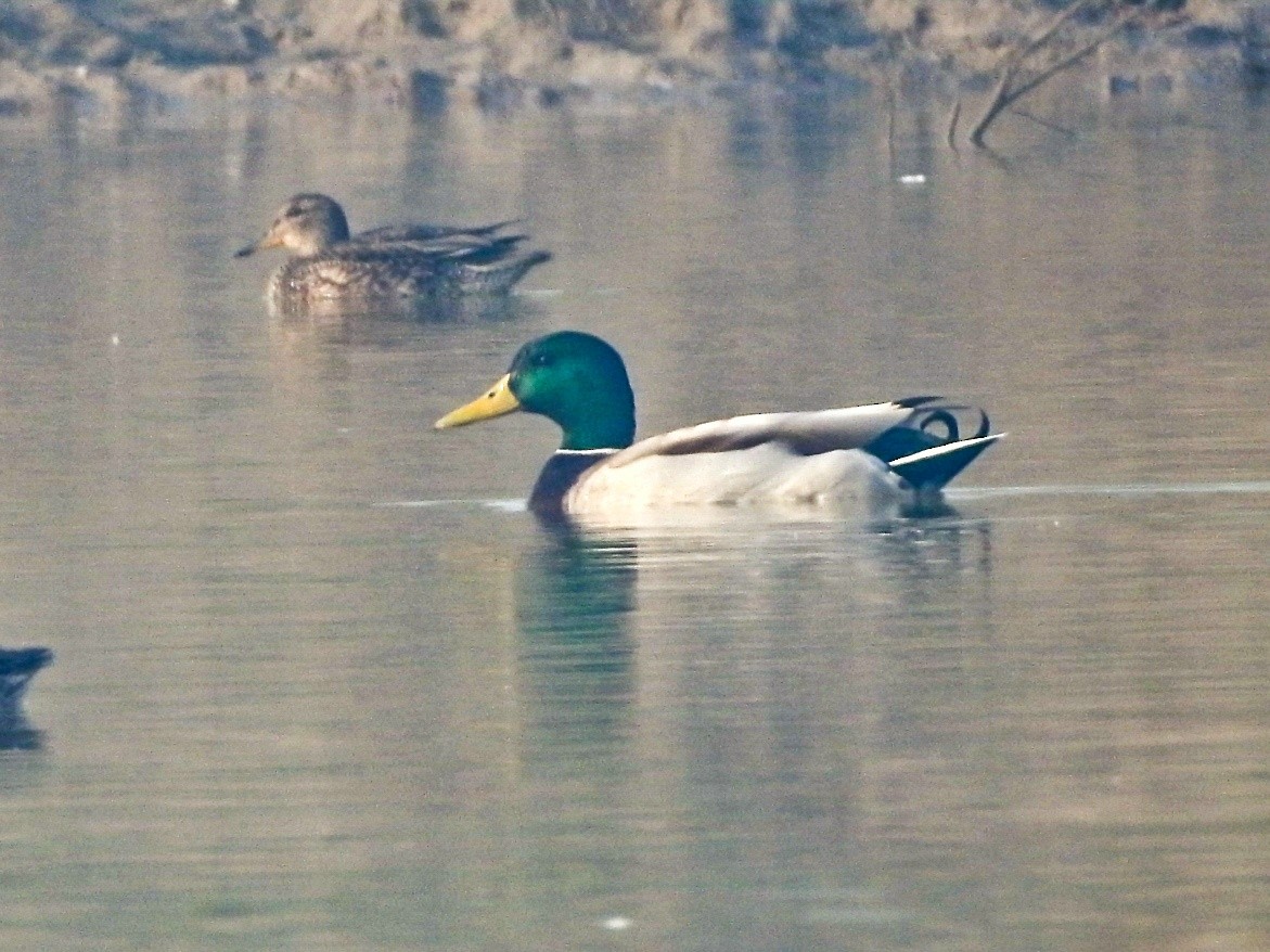 Mallard - ML645710149