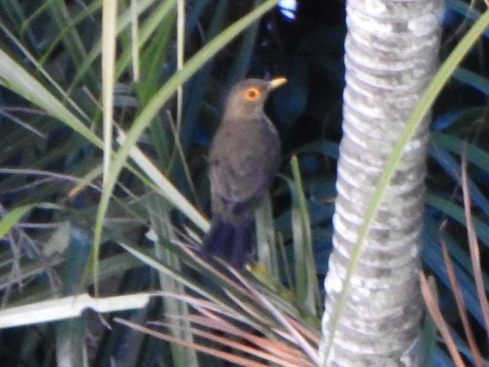 Spectacled Thrush - ML645710159