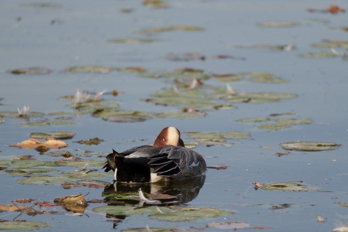Eurasian Wigeon - ML645710163