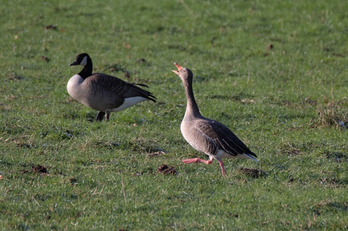 Graylag Goose - ML645710171