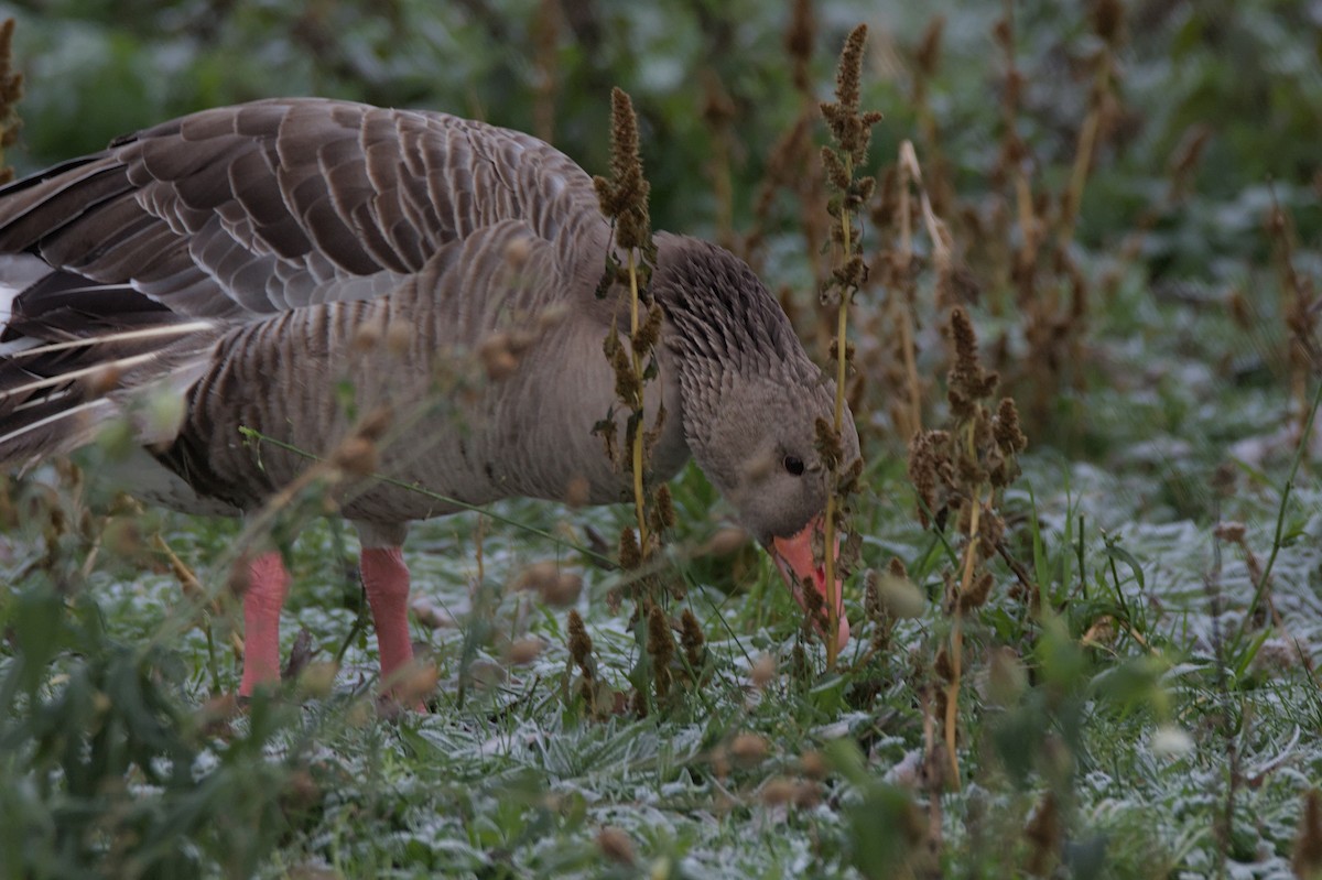 Graylag Goose - ML645710172