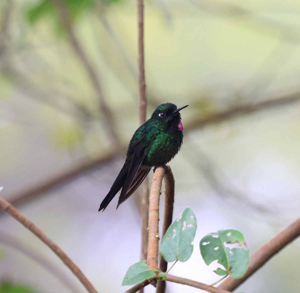 Tourmaline Sunangel - ML645710173