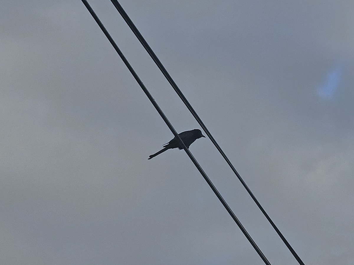 drongo černý - ML645710184