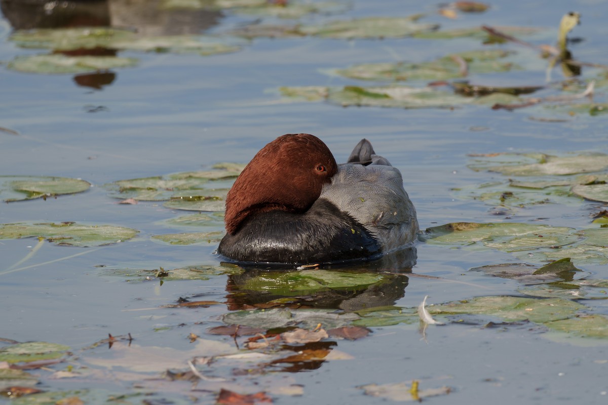 Common Pochard - ML645710185