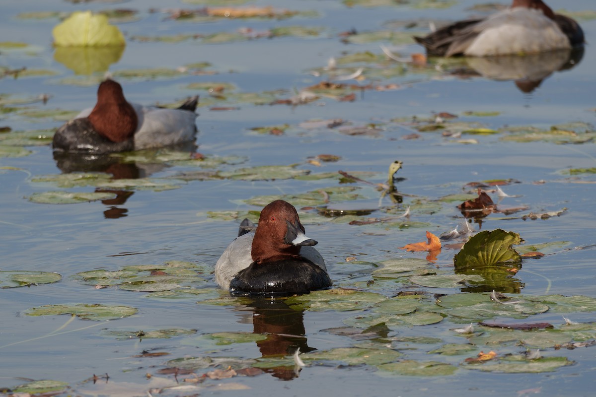Common Pochard - ML645710186