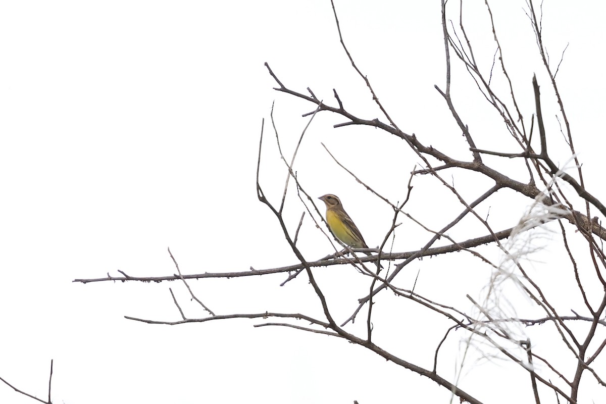 Вівсянка лучна - ML645710188